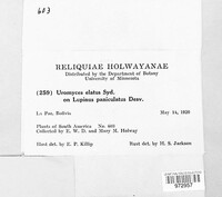 Maravalia elata image